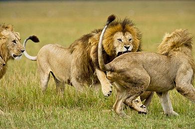 DLSS 4首日支持游戏名单公布 《黑神话：悟空》将在晚些时候添加